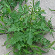 遏藍菜 遏藍菜