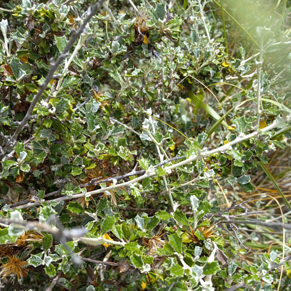 Anastraphia buchii