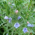 藍薊