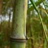 掃把竹