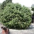 丁香樹(植物)