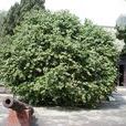 丁香樹(植物) 丁香樹(植物)