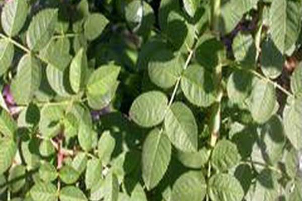 Rosa rubiginosa Rosa rubiginosa