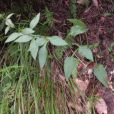 仙白草 仙白草