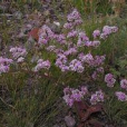 蒙古短舌菊 蒙古短舌菊