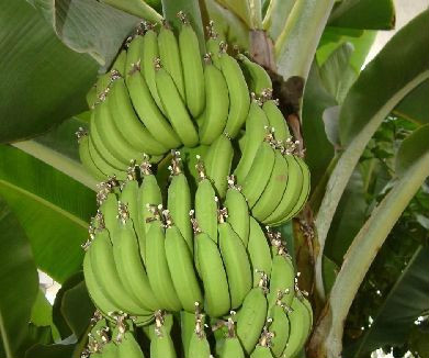 香蕉園