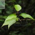 狹葉蓬萊葛(馬錢科蓬萊葛屬植物) 狹葉蓬萊葛(馬錢科蓬萊葛屬植物)