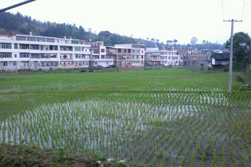 科洋村 科洋村