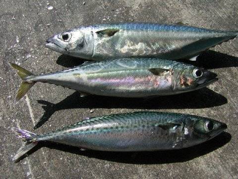 櫛齧魚屬 櫛齧魚屬