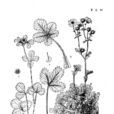 荒漠委陵菜 荒漠委陵菜
