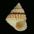 金塔玉黍螺