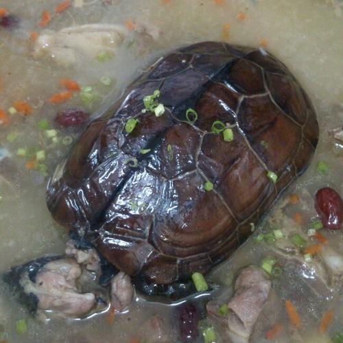 土茯苓龜 土茯苓龜