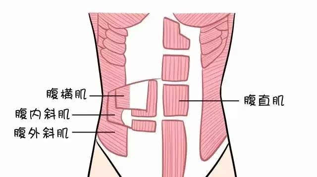 腹部肌肉