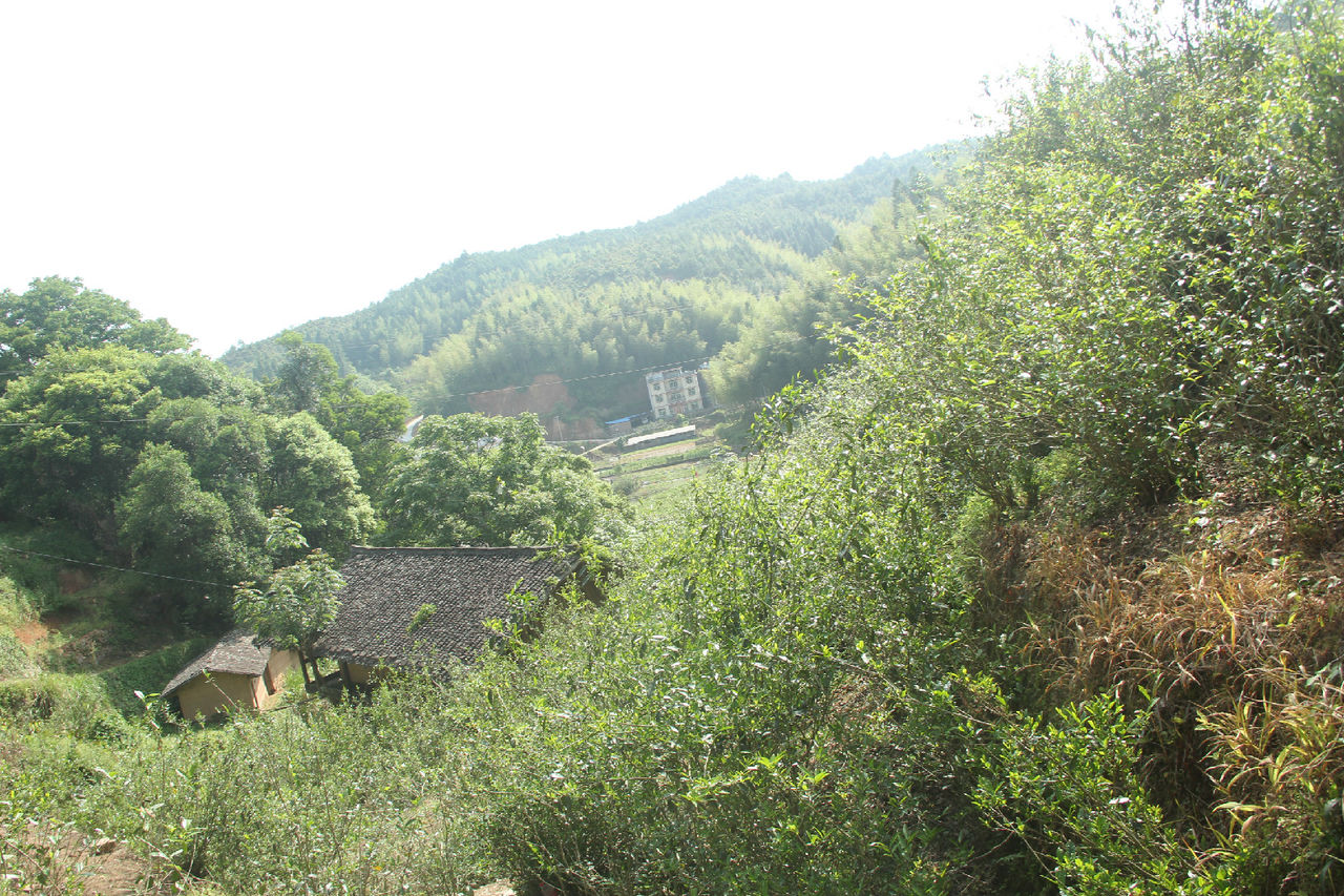 再興村的茶樹都散種于山坡田梗