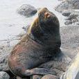 北海狗