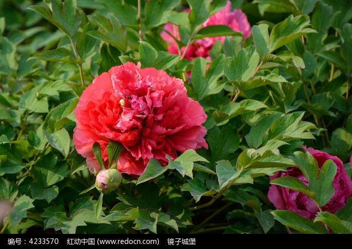 花園紅 花園紅