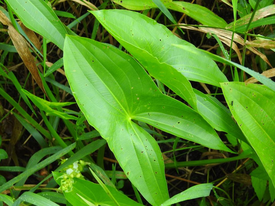 Sagittaria brevirostra