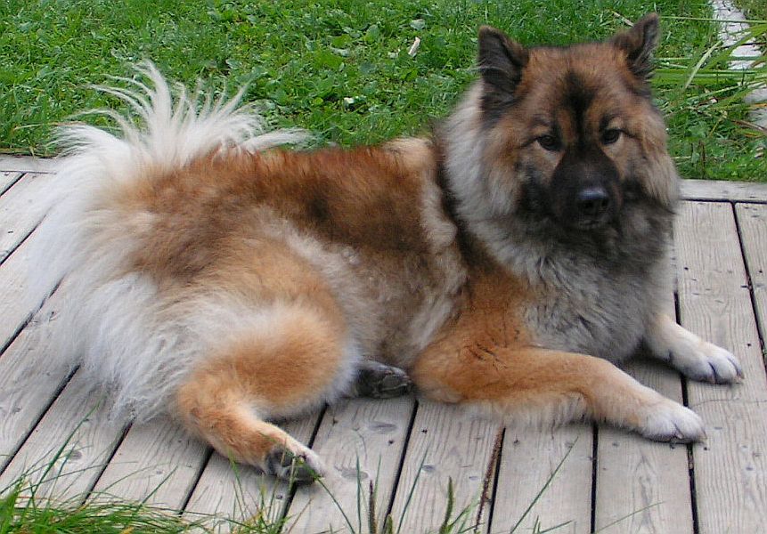 歐亞犬 歐亞犬