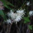 甘川燈心草 甘川燈心草