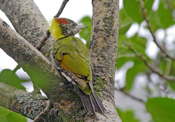 黃冠綠啄木鳥(圖3)