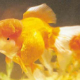 花虎頭 花虎頭