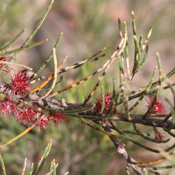 Allocasuarina nana