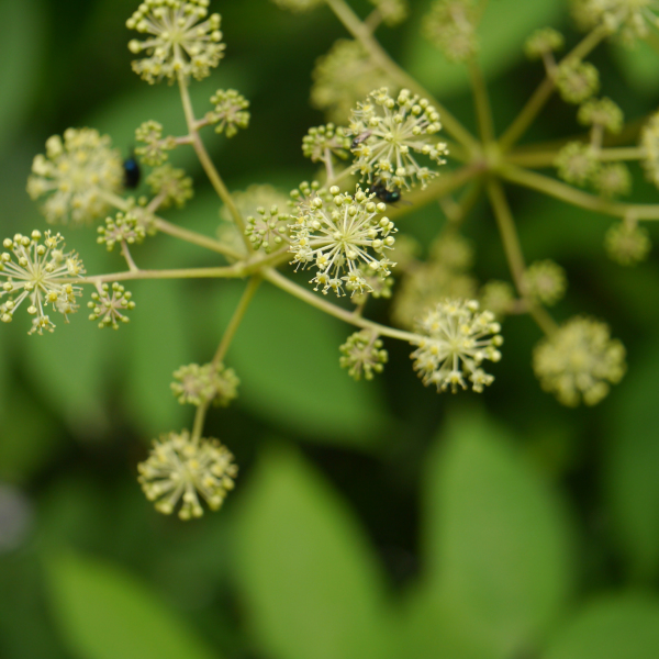 Aralia cachemirica