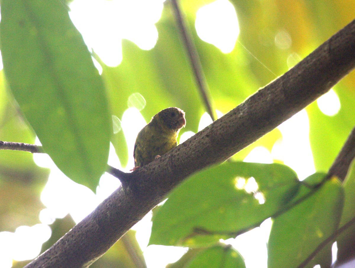 黃胸侏鸚鵡