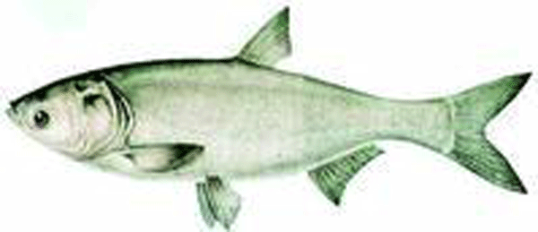 鰱魚——典型的濾食性魚類之一