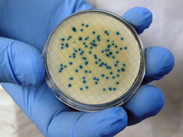 指示微生物 指示微生物
