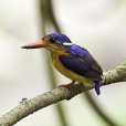 矮三趾翠鳥 矮三趾翠鳥