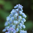 串鈴花 串鈴花