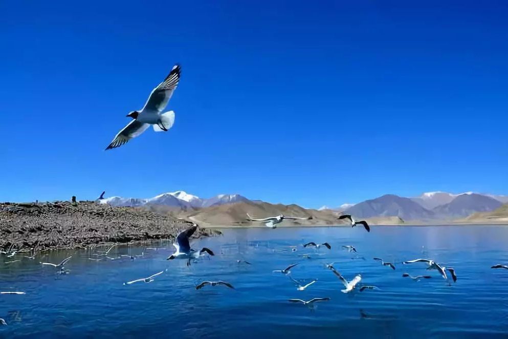 中鳥島 中鳥島