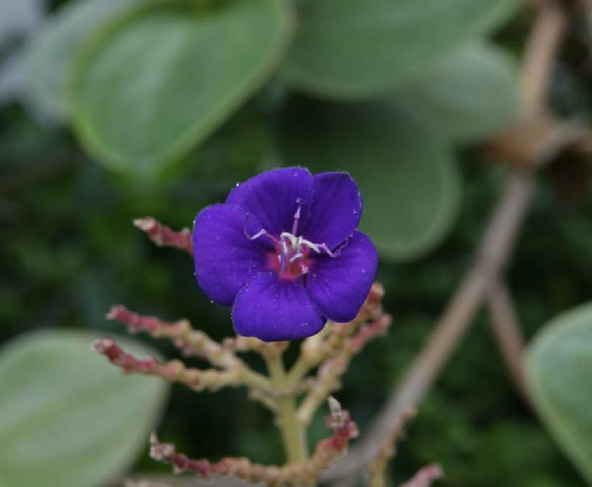 銀毛蒂牡花 銀毛蒂牡花