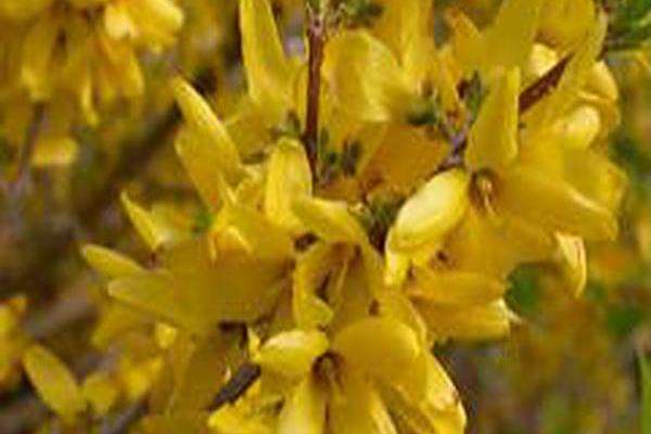 Forsythia × intermedia \x27Sunrise\x27
