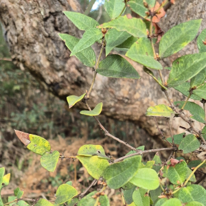 Platylobium parviflorum