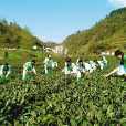 陝茶1號 陝茶1號