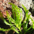 大茨藻 大茨藻