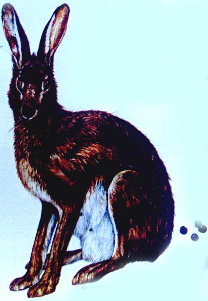 盧氏兔--兔耳目