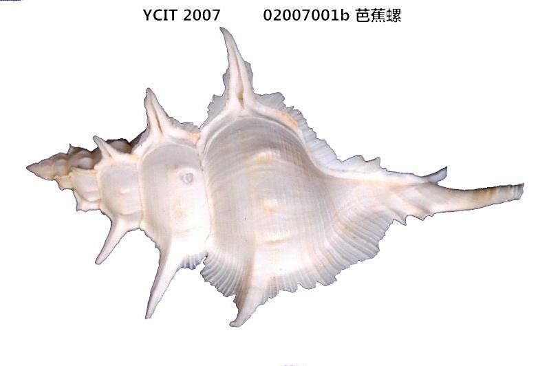 小氂芭蕉螺