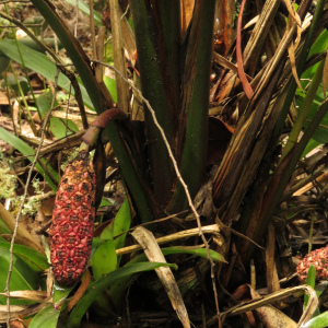 Sphaeradenia laucheana