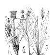 糠秕毛風毛菊 糠秕毛風毛菊