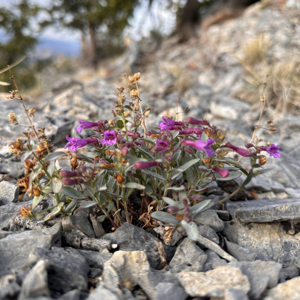 Penstemon rhizomatosus