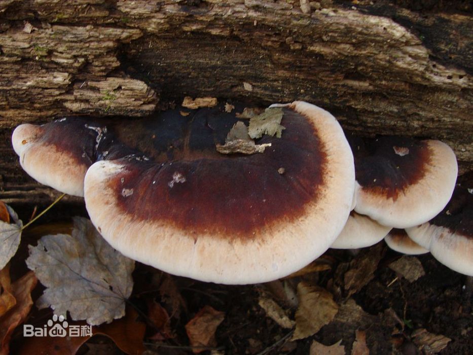 皺排殼菌