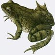 河蛙 河蛙