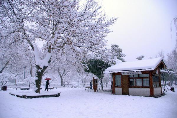 紫雲霽雪 紫雲霽雪