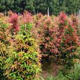 紅車木 紅車木
