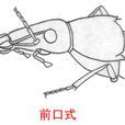 前口式 前口式