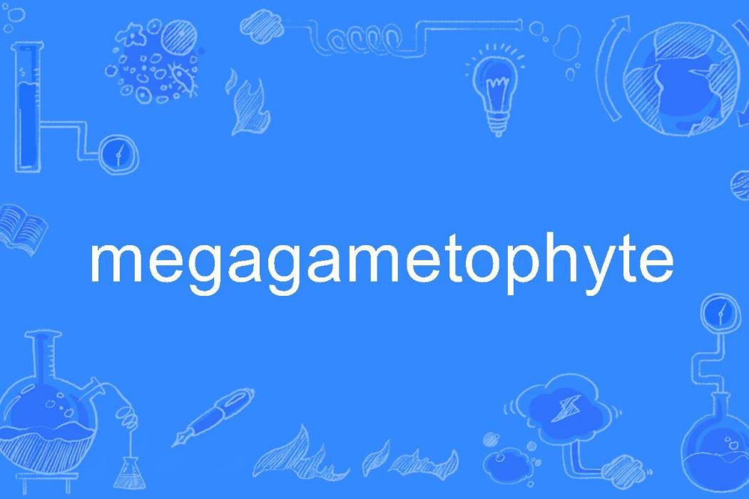 megagametophyte megagametophyte
