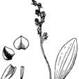 兜蕊蘭 兜蕊蘭